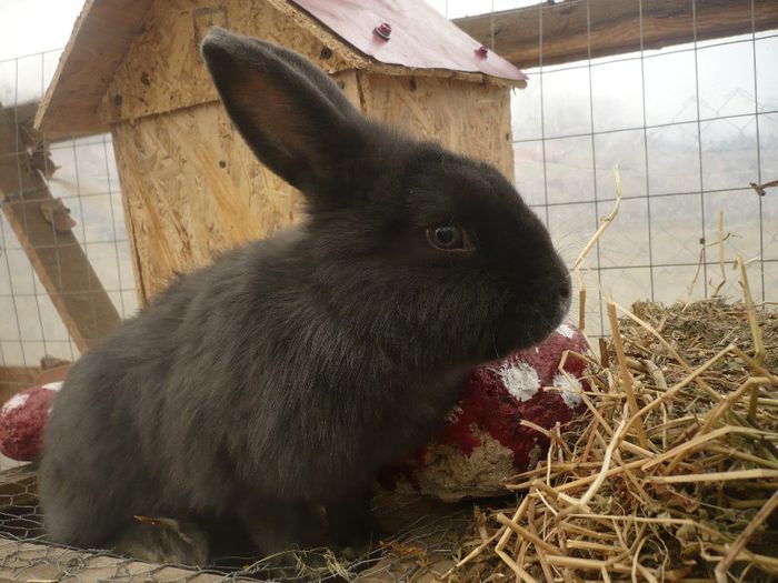 P1120087; femela albastru vienez
