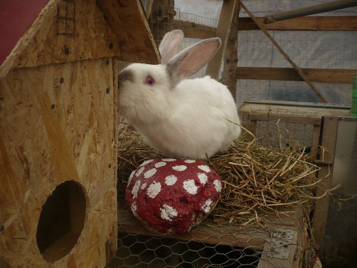 P1120096 - iepurii mei