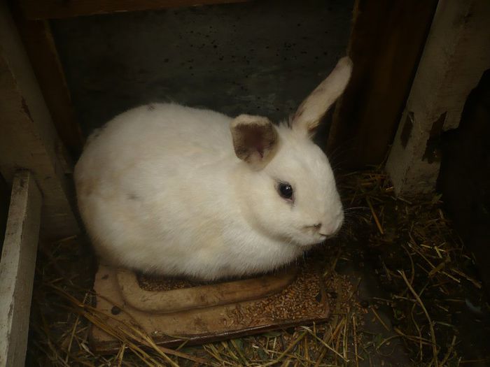 P1120100; femela hibrid
