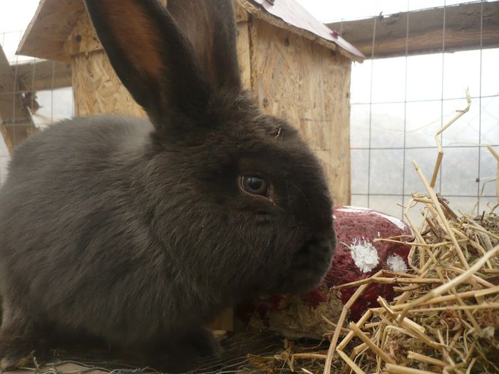 P1120098; mascul albastru vienez
