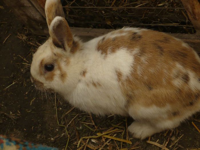 P1120110; mascul hibrid
