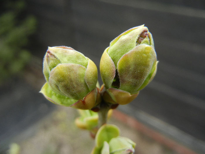 Lilac Buds_Syringa (2013, March 24) Lilac Buds_Syringa (2013, March 24)