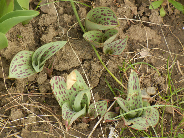 Tulips_Lalele (2013, March 24) - 03 Garden in March