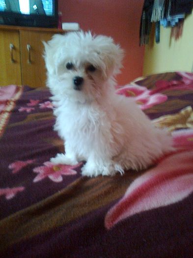 3 luni - Ely-bichon malteze