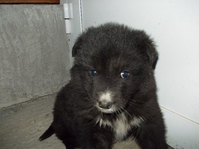 NU-I AȘA CĂ SUNT SIMPATIC?