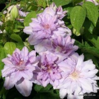 countess_of_lovelace - achizitii clematis 2013