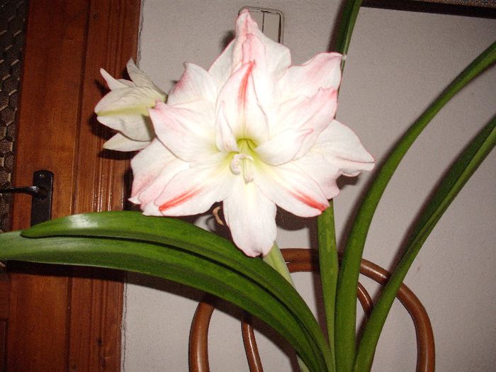 APHRODITE - Amaryllis 2013