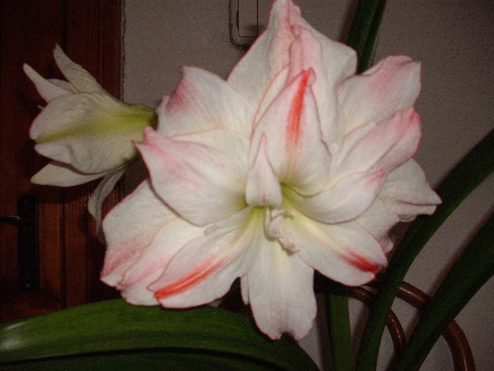 APHRODITE - Amaryllis 2013