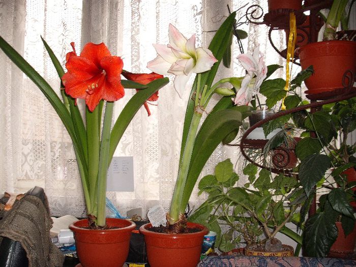 RILONA SI APHRODITE - Amaryllis 2013