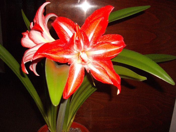 SPLASH - Amaryllis 2013