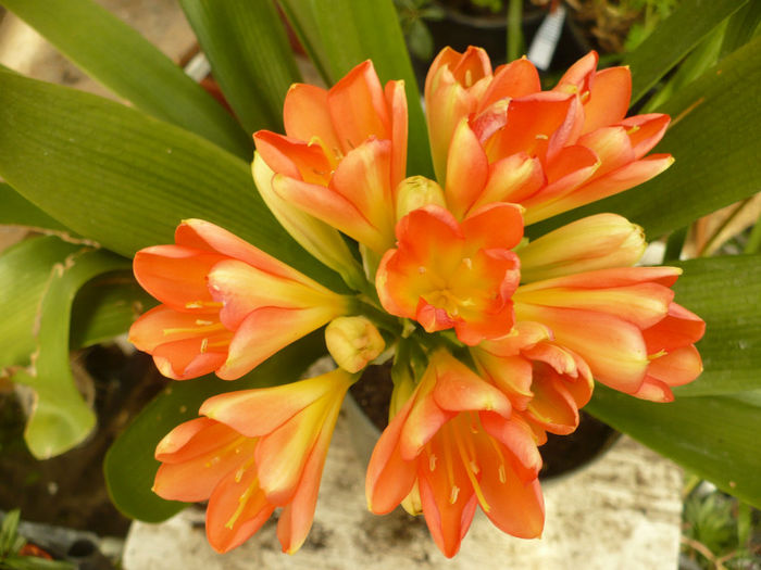 Clivia miniata 20.03.2013 - Clivia 2013