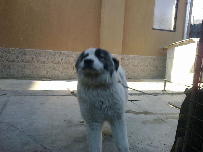 240320131067; Vera 8 luni ciob.bucov.
