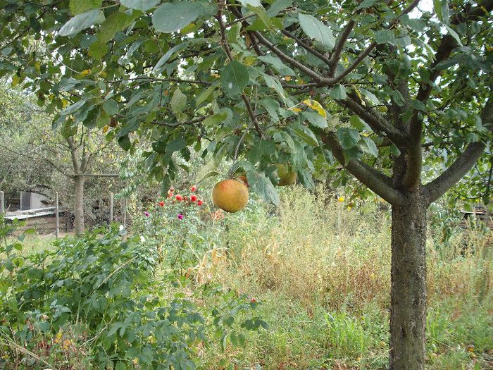 DSCF6269 - Bogatia toamnei