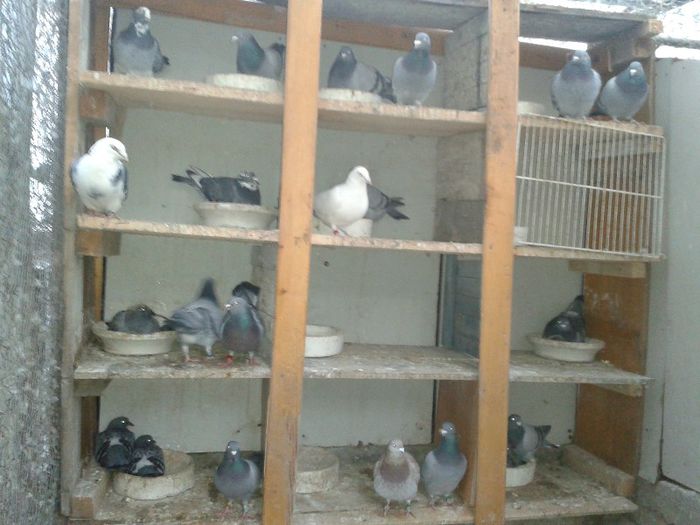 Compartiment matca fond