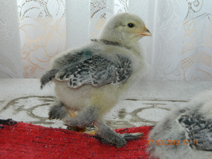 BHI; avem 14 zile ...
