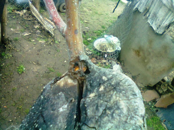 mar pe gutui in 2012