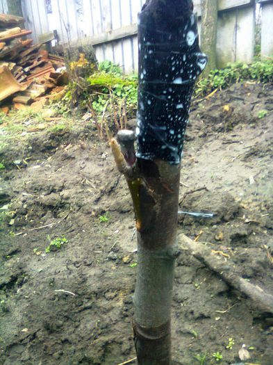 mar pe gutui-lateral T ramura 13