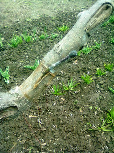 mar pe mar ramura T, in sep 2012 - Ab_ altoiri 2013 -evolutii-probleme