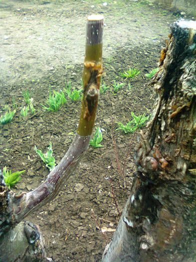 par pe mar 2012, ochi dormind - Ab_ altoiri 2013 -evolutii-probleme