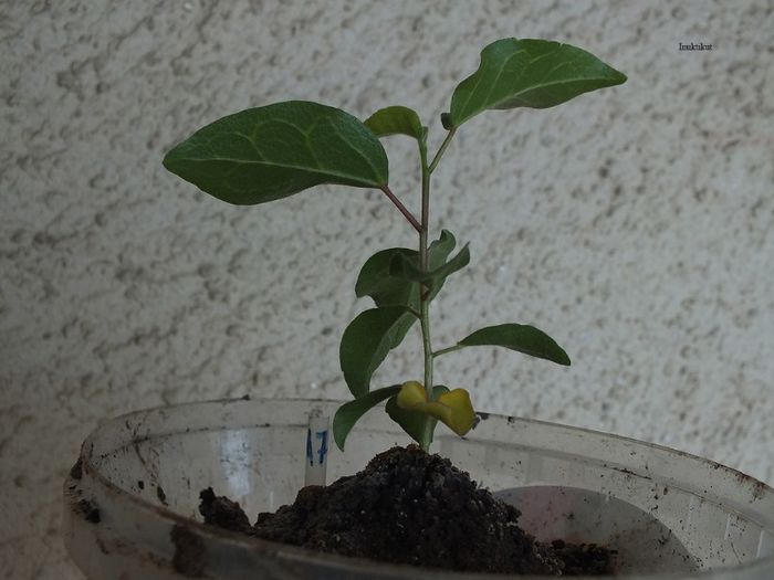 2g - 24 martie 2013 - Hibiscus tropical - germinare din seminte 2012-2013