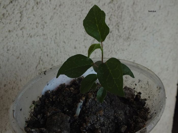 3g - 24 martie 2013 - Hibiscus tropical - germinare din seminte 2012-2013