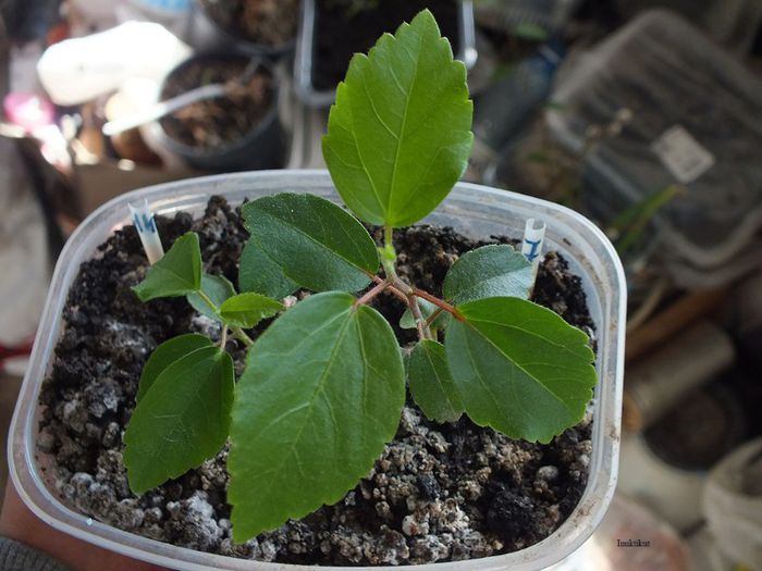 4g - 24 martie 2013 - Hibiscus tropical - germinare din seminte 2012-2013