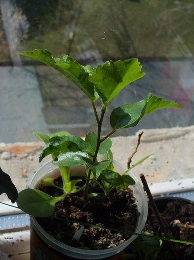 8g - 24 martie 2013 - Hibiscus tropical - germinare din seminte 2012-2013