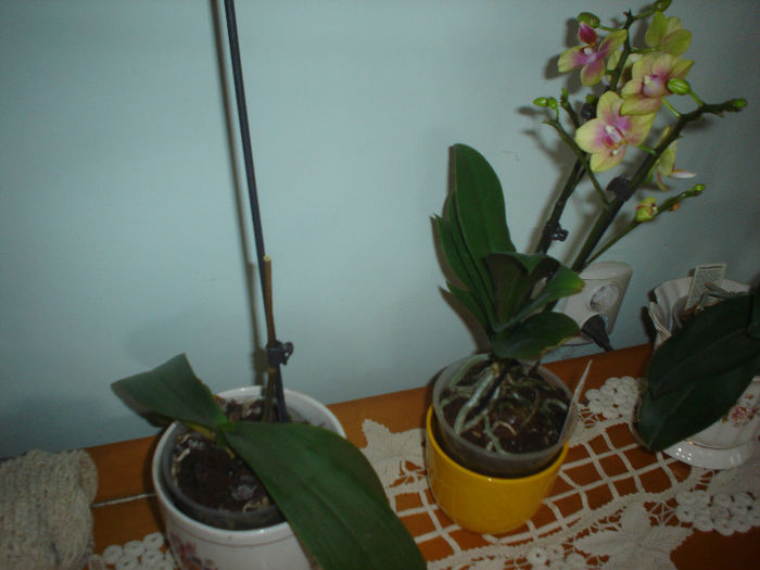orhidee - Primavara 2013