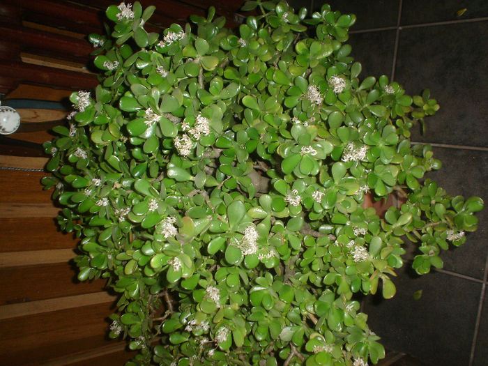 crassula