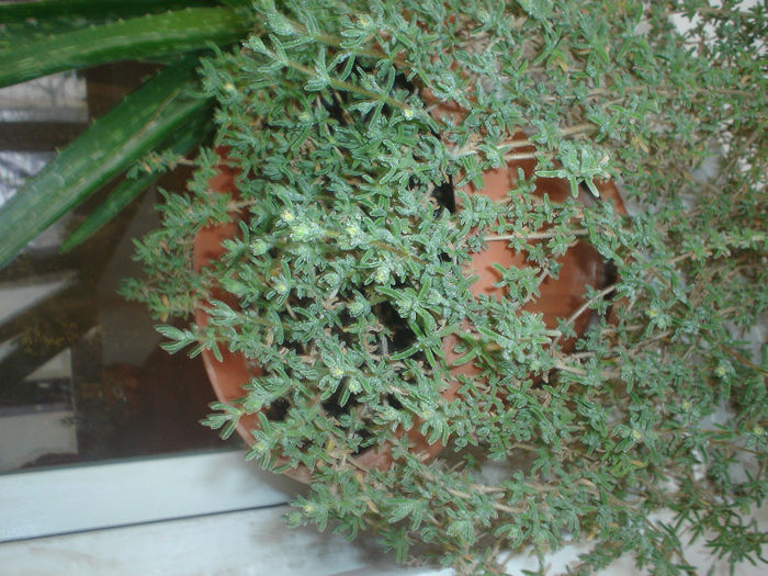 delosperma cooperi