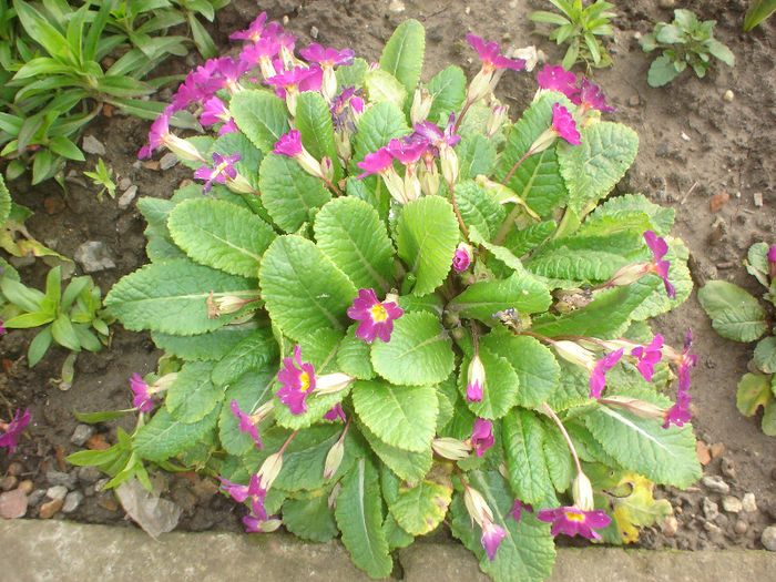 primula