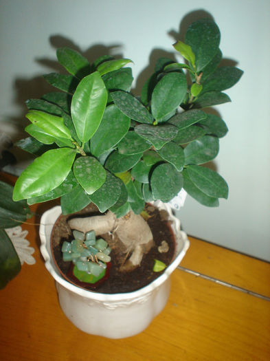 bonsai - Primavara 2013