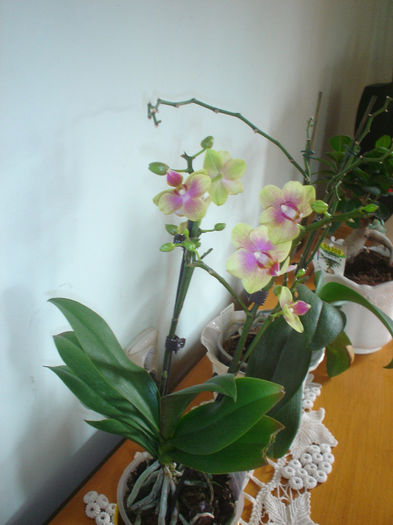 orhidee - Primavara 2013