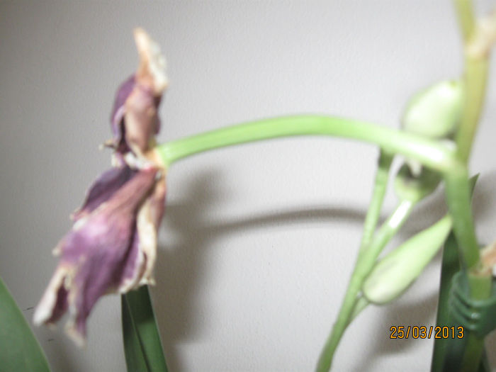 IMG_10009 - Experiment Orhidee
