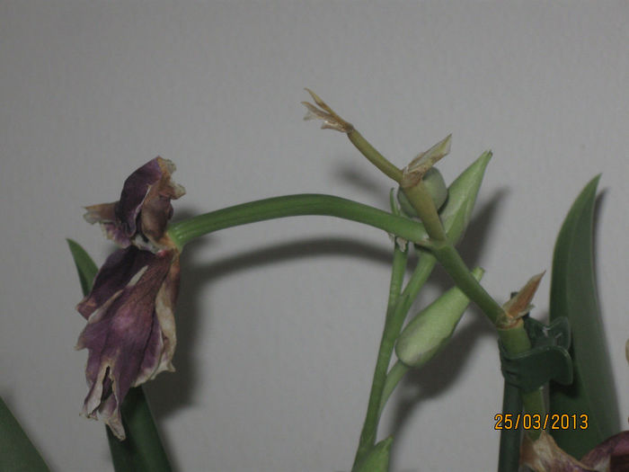 IMG_10010 - Experiment Orhidee