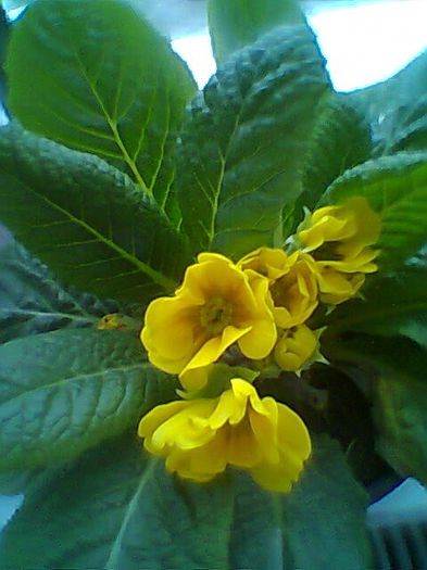 Fotogr.0308 - Primula