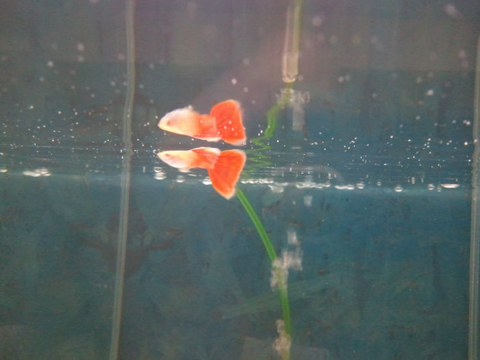 albino red moscow - guppy red moscow albino 2013