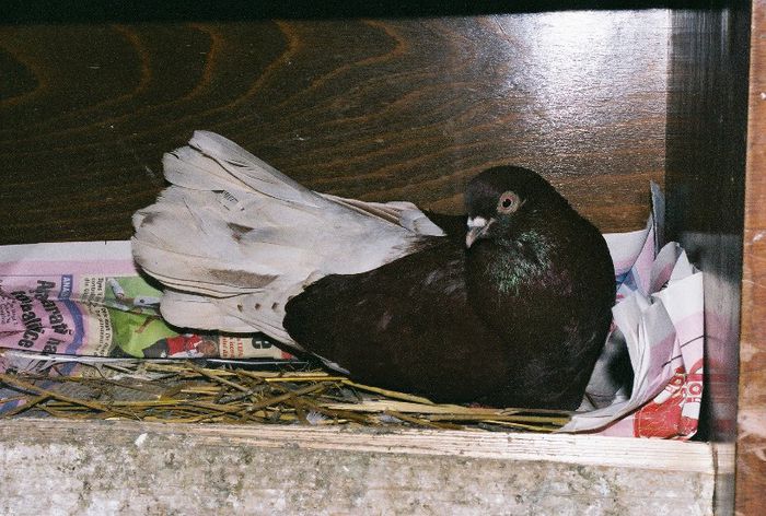 alt ciung de Buc - 003 Manolache Florin