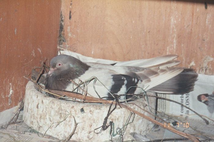 bragagiu - 003 Manolache Florin