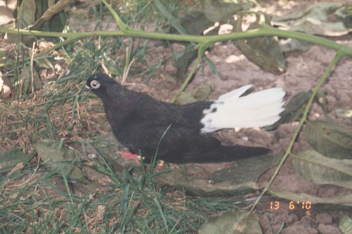 negru codalb-porumbita - 003 Manolache Florin