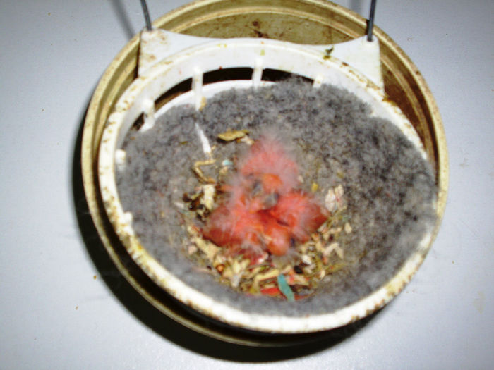 CANARI LA CUIB 2013 083