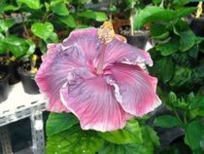 unforgettable-mama - seminte hibiscus