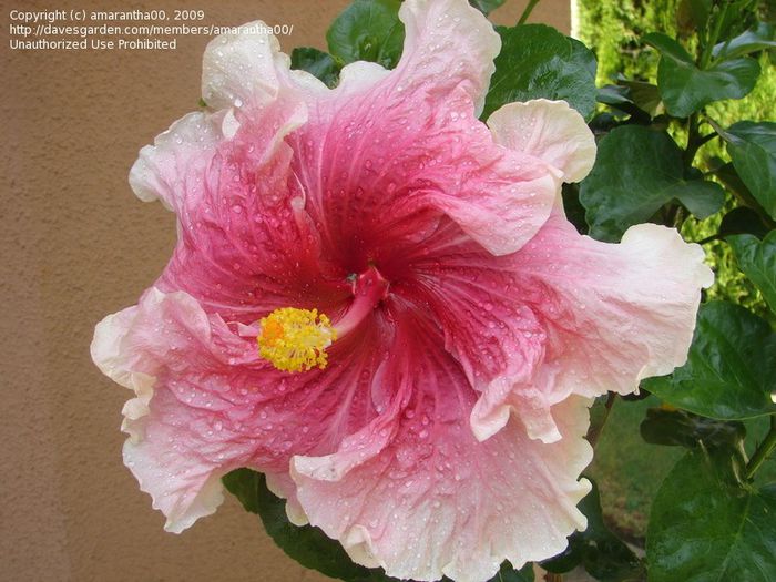 fantasy charm-tata - seminte hibiscus