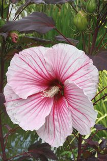 Hibiscus copper lantern-mama - seminte hibiscus