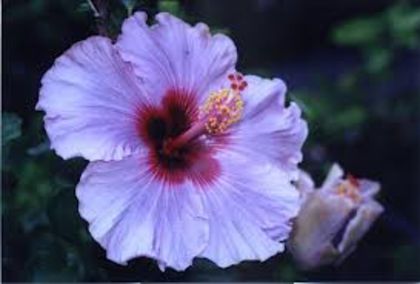 mr ace-tata - seminte hibiscus