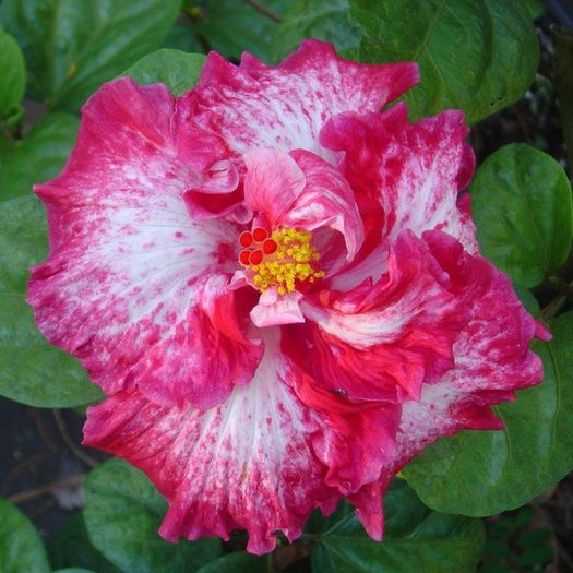 Nitroxpress mama - seminte hibiscus