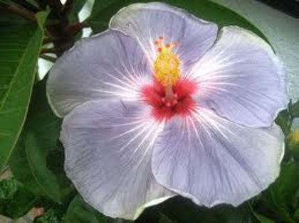 feeling blue-tata - seminte hibiscus