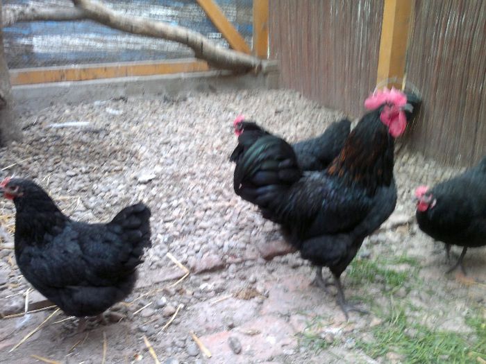 prima Fam. - 2011 - 3-gaini-AustralOrp