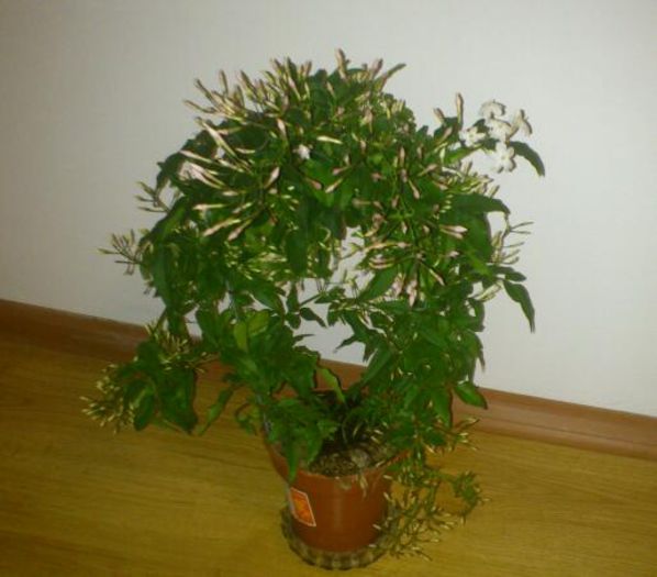 jasminum polyanthum - Jasminum