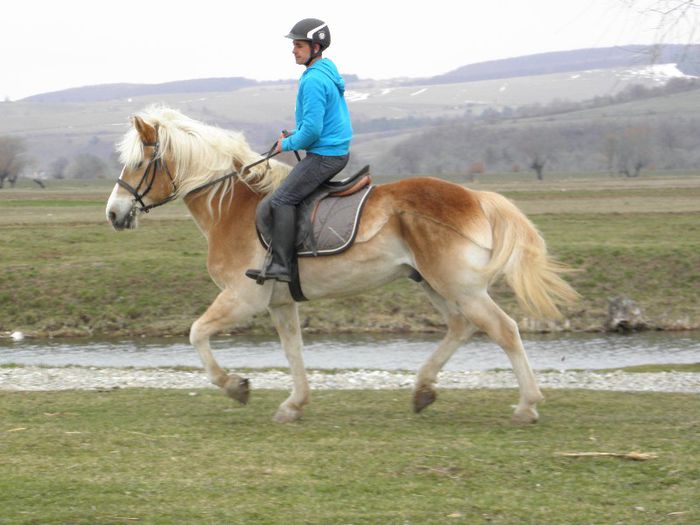 CAL HAFLINGER - MARKUS